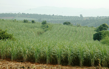 slide_quanlidientichthuhoachmiaduong